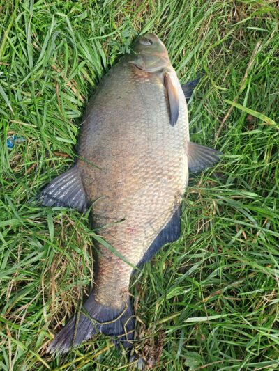 Carp bream — Neman River