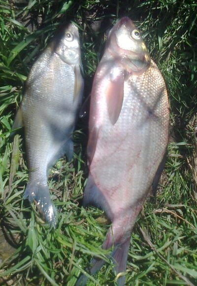 Carp bream, 0.7 kg — Pakumulšių II-asis