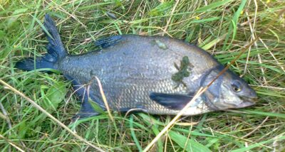 Carp bream, 0.8 kg — Pakumulšių I-asis