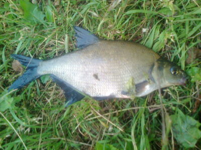 Carp bream, 0.5 kg