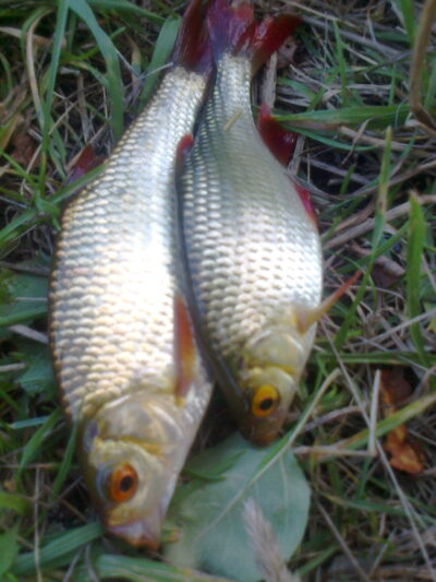 Rudd ×2 — Pakumulšių I-asis