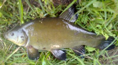 Tench — Pakumulšių I-asis