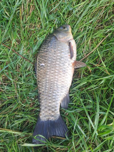 Prussian carp — Neman River