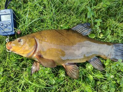 Tench, 1.1 kg — Sartai