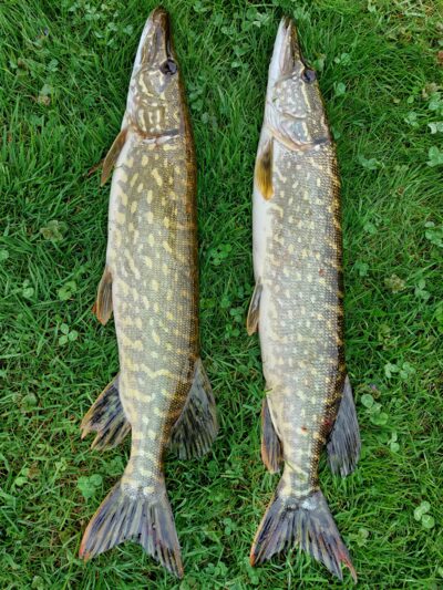 Northern Pike ×2 — Šventoji