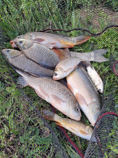Prussian carp ×5