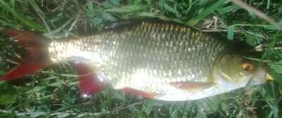 Rudd, 0.2 kg — Pakumulšių I-asis