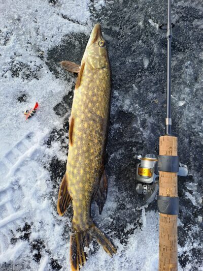 Northern Pike, 0.1 kg — Epušės