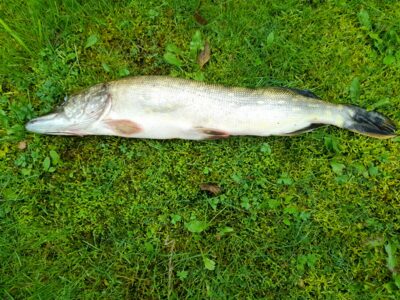 Northern Pike