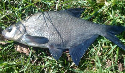Carp bream, 0.7 kg — Pakumulšių I-asis