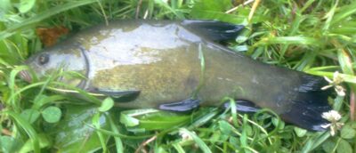 Tench — Pakumulšių I-asis