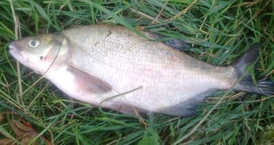 Carp bream, 0.6 kg — Pakumulšių I-asis