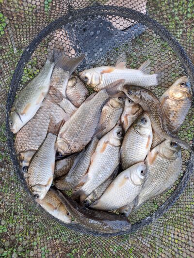 Prussian carp ×10 — Vėjinės