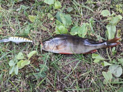 Eurasian perch, 0.3 kg