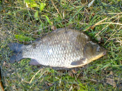 Prussian carp, 1.3 kg — Pakumulšių I-asis