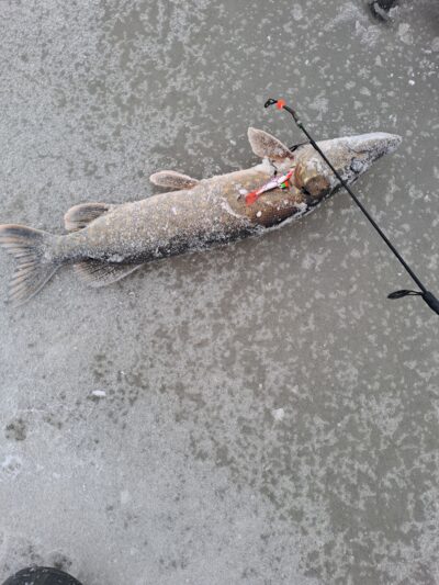 Northern Pike — Naudvario