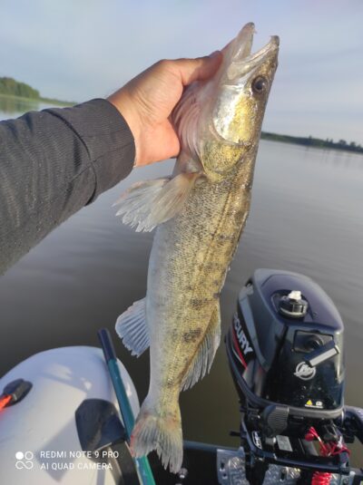 Pike perch — Kaunas reservoir