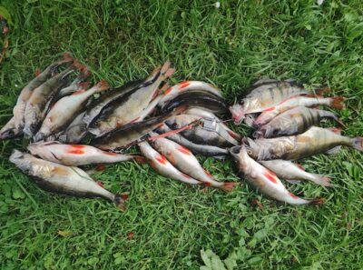 Eurasian perch — Sartai