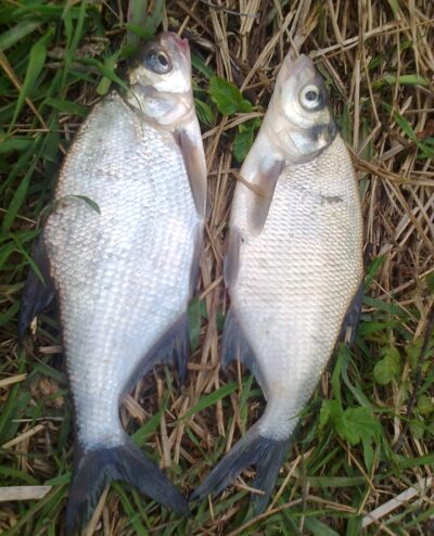 Silver Bream ×2 — Pakumulšių II-asis