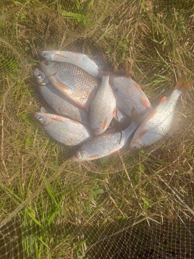 Silver Bream ×5 — Neman River
