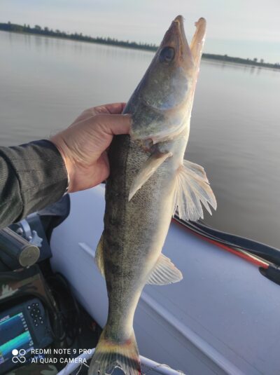 Pike perch — Kaunas reservoir