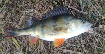 Eurasian perch, 0.4 kg — Pakumulšių II-asis