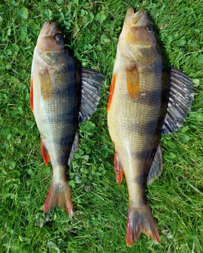 Eurasian perch ×2 — Šventoji