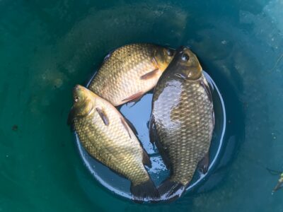 Prussian carp ×3