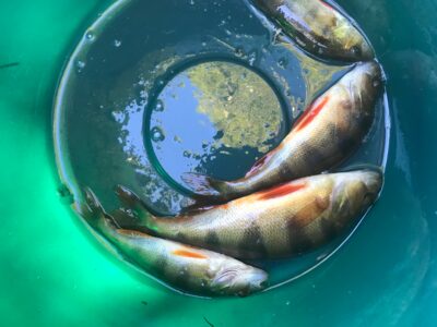 Eurasian perch ×4 — Mēmele