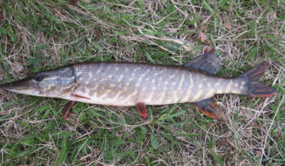 Northern Pike, 1.0 kg — Baltosios Ančios HE