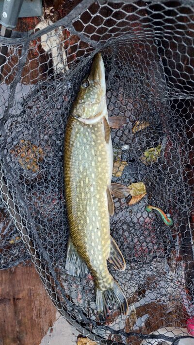 Northern Pike — Lukštynas