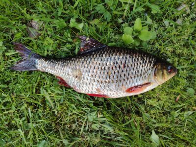 Roach, 0.5 kg — Zalvė