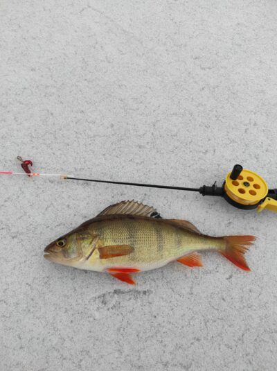 Eurasian perch — Drūkšiai
