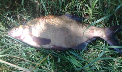 Carp bream, 1.1 kg — Pakumulšių I-asis