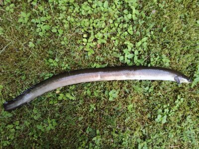 European eel, 0.7 kg — Sartai