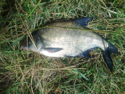 Carp bream, 0.6 kg — Pakumulšių I-asis