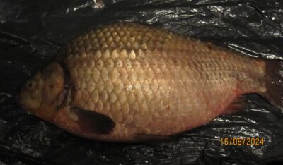 Prussian carp, 1.5 kg — Pakumulšių I-asis