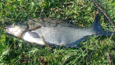 Carp bream, 0.8 kg — Pakumulšių I-asis