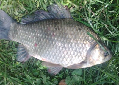 Prussian carp, 0.8 kg — Pakumulšių II-asis