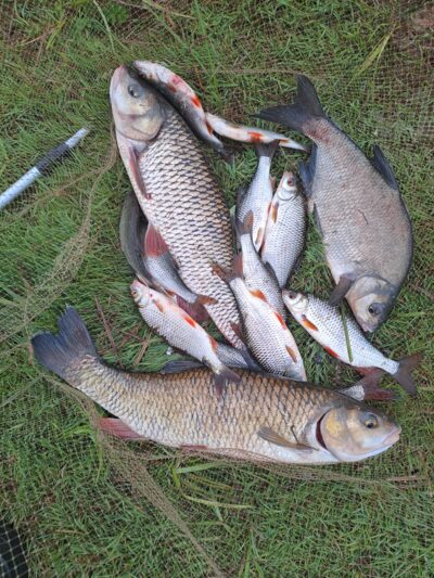 chub ×2 — Neman River