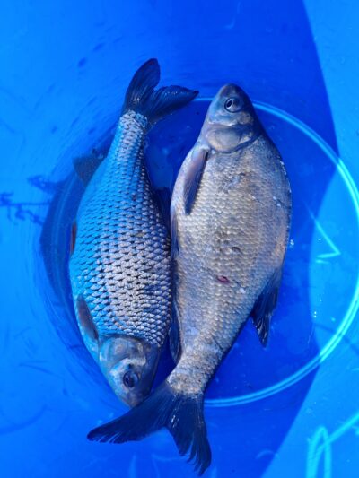 Carp bream, 0.5 kg — Neman River