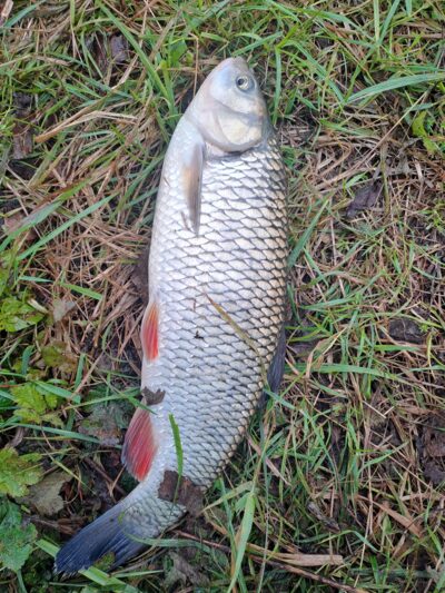 chub — Neman River