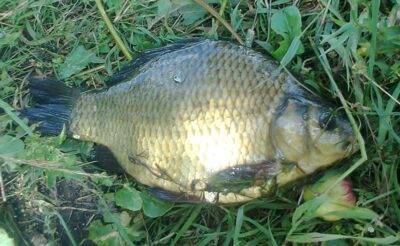 Crucian carp, 0.7 kg — Pakumulšių I-asis
