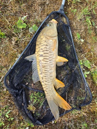 Carp, 3.2 kg — Naudvario