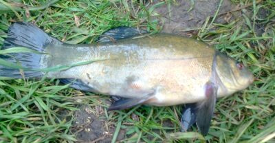Tench, 0.5 kg — Pakumulšių II-asis
