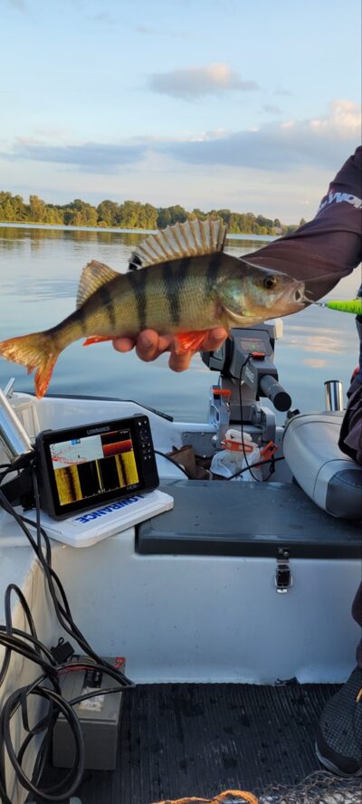 Eurasian perch