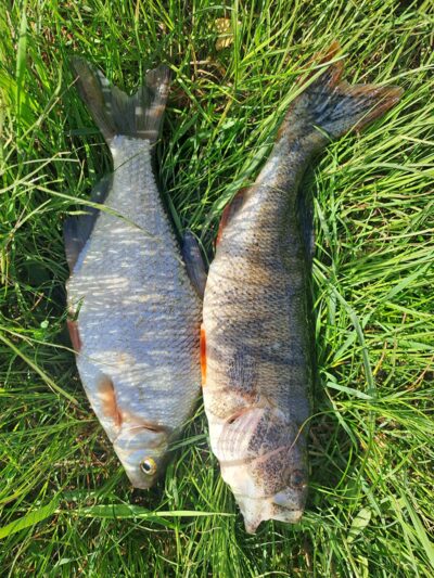 Eurasian perch — Neman River