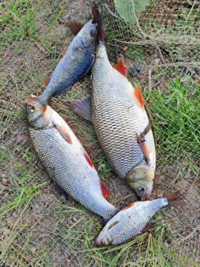 Ide ×2 — Neman River