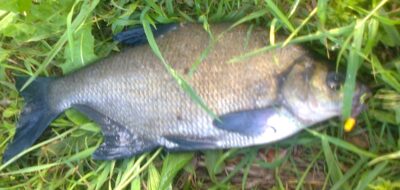 Carp bream — Pakumulšių I-asis