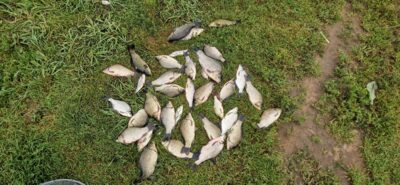 Prussian carp